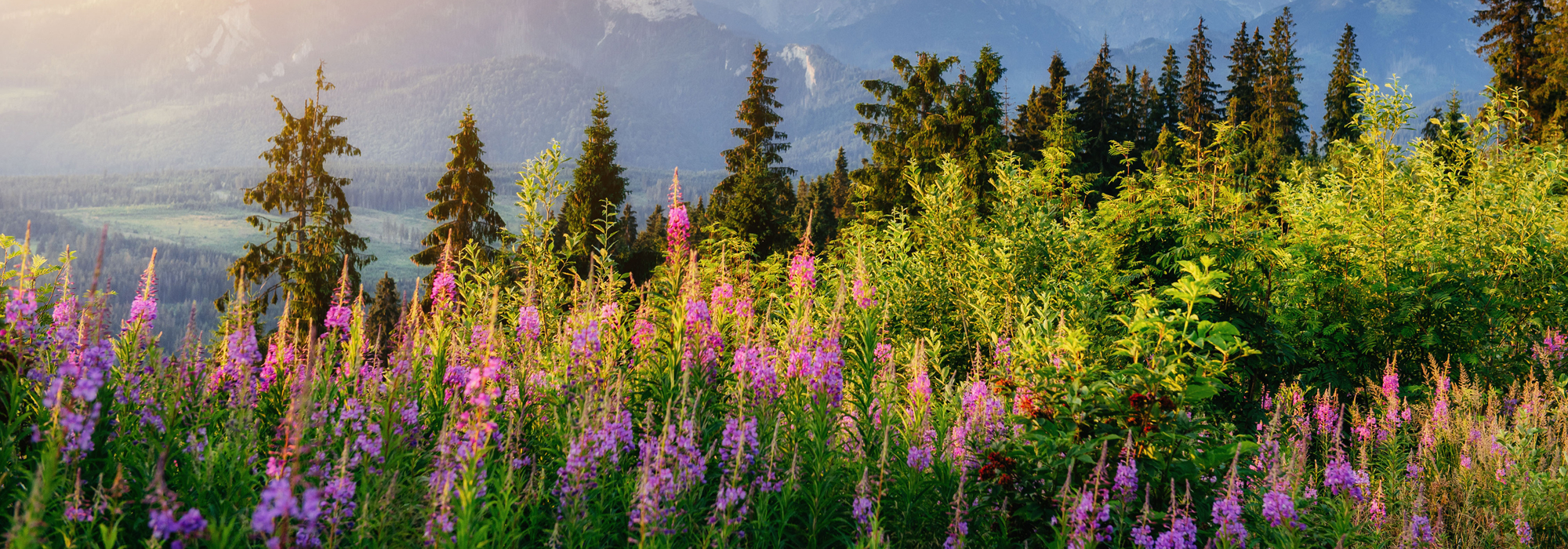 Wild Flowers At Sunset In The Mountains. Poland. Zakopane