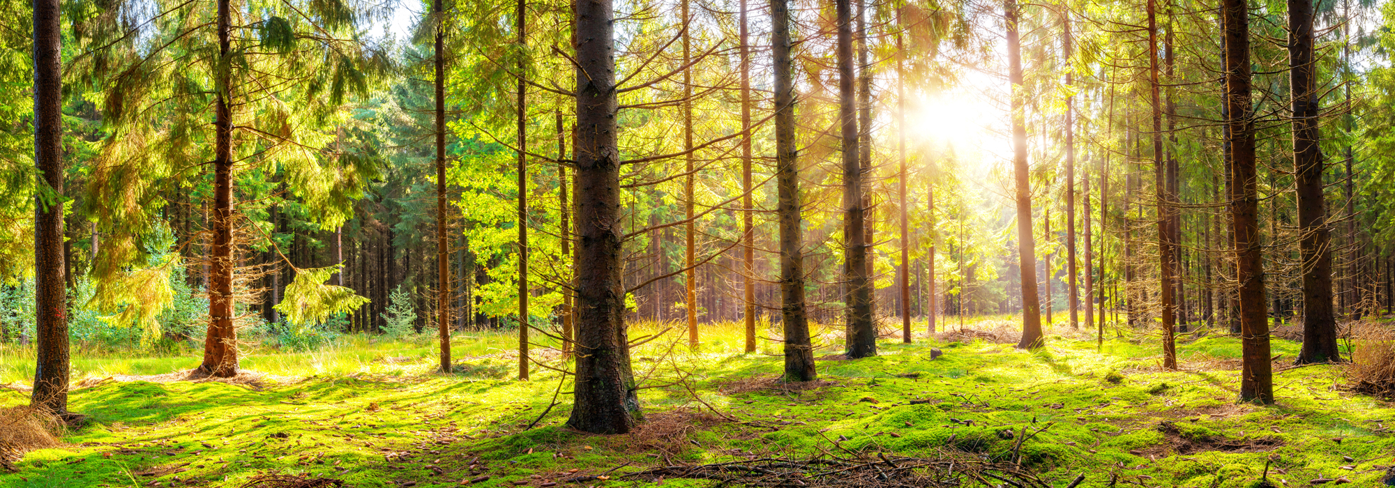 Beautiful, Green Forest With Moss Covered Soil And Bright Sun Sh