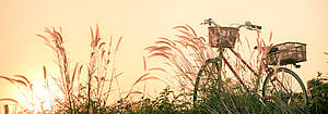 Retro Bicycle In Fall Season Grass Field, Warm Meadow Tone
