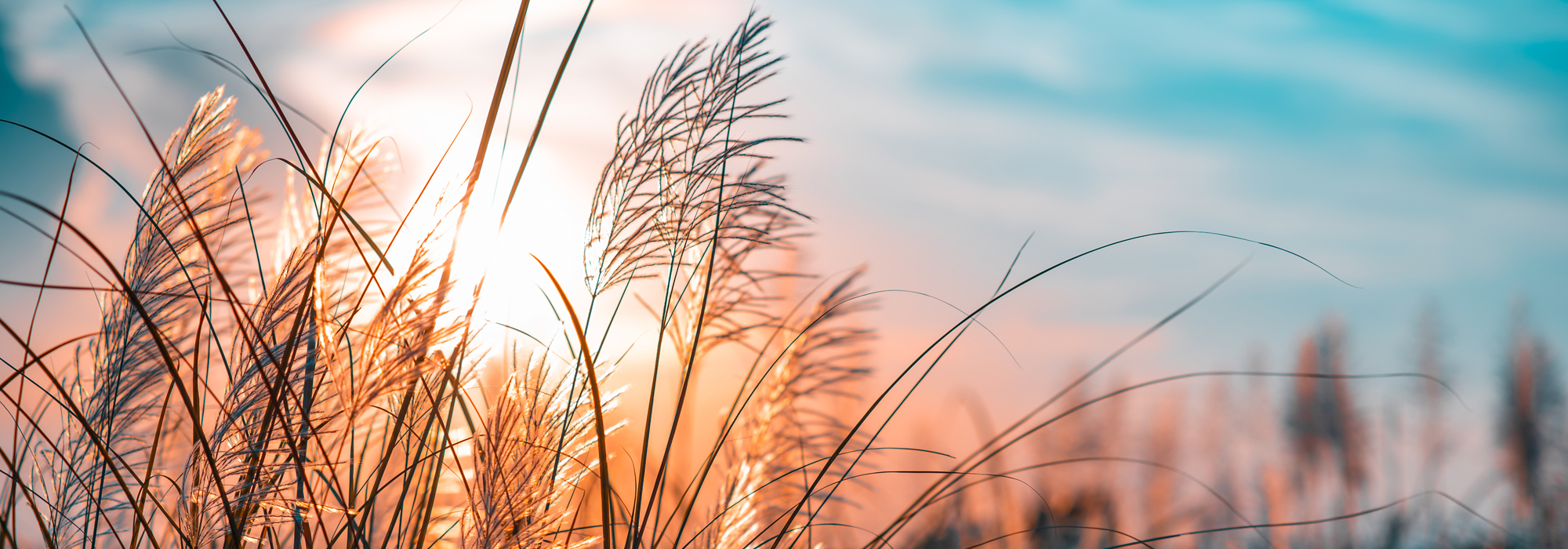 The Beautiful Grass Flowers Are Swaying In The Meadow In Sunset