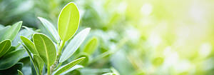 Close Up Of Nature View Green Leaf On Blurred Greenery Backgroun