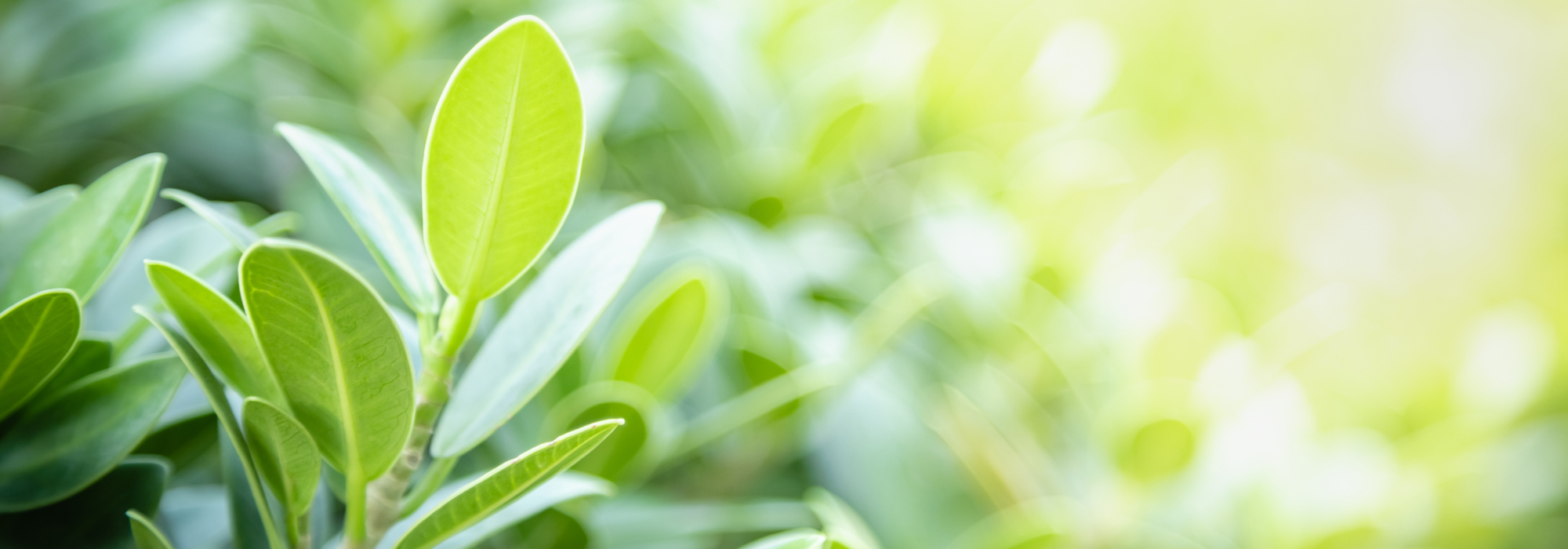 Close Up Of Nature View Green Leaf On Blurred Greenery Backgroun