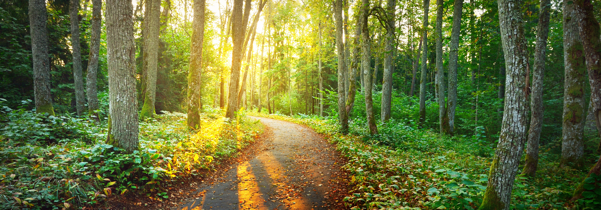 An Old Road (pathway) Through The Green Forest. Ancient Trees, M